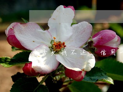 对方欠钱不还 信用卡逾期 对方欠钱不还 信用卡逾期